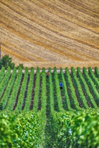 vines, champagne, wine, grapes, vineyard, france, viticulture, fruit, vine, roads, fields, agriculture, nature, landscapes, field, green, rural, harvest